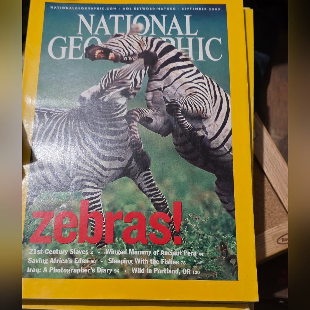 Zebra-Themed Reptile Habitat Decor